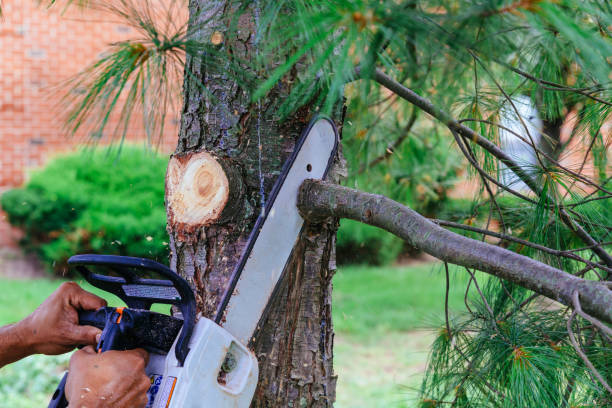 Best Tree Trimming and Pruning  in Shasta Lake, CA